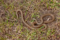 Platyceps collaris, Bodai