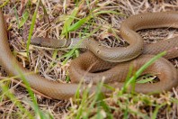 Platyceps collaris, Bodai