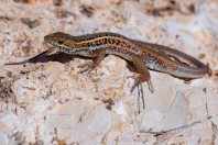 Ophisops elegans, Yammoune