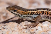 Ophisops elegans, Yammoune