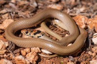 Eirenis levantinus, Yammoune