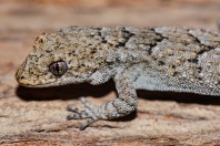 Mediodactylus orientalis, Yammoune