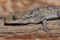 Mediodactylus orientalis, Yammoune