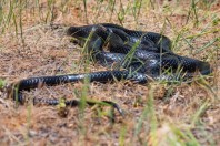 Dolichophis jugularis, Yammoune