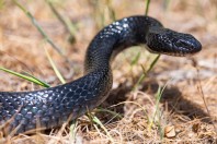 Dolichophis jugularis, Yammoune