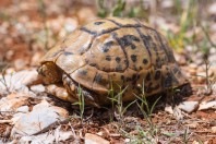Testudo graeca, Yammoune