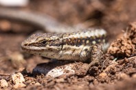 Parvilacerta fraasii, Kfardebian