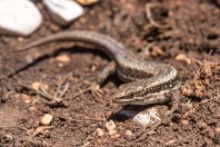 Parvilacerta fraasii, Kfardebian