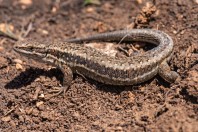 Parvilacerta fraasii, Kfardebian