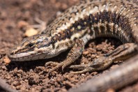 Parvilacerta fraasii, Kfardebian