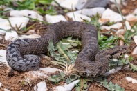 Montivipera bornmuelleri, Kfardebian