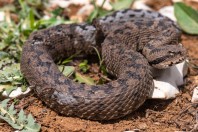 Montivipera bornmuelleri, Kfardebian