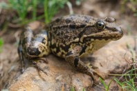 Pelophylax bedriagae, Sannine