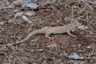 Acanthodactylus schreiberi, Aabbasiyyeh