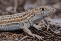 Acanthodactylus schreiberi, Aabbasiyyeh