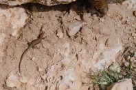 Phoenicolacerta kulzeri, Aayoun Orghosh