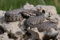 Montivipera bornmuelleri, Aayoun Orghosh