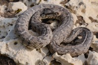 Montivipera bornmuelleri, Aayoun Orghosh