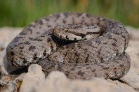 Montivipera bornmuelleri, Aayoun Orghosh