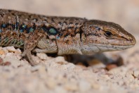 Parvilacerta fraasii, Aayoun Orghosh