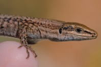 Phoenicolacerta kulzeri, Aayoun Orghosh