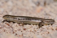 Heremites vittatus, Aayoun Orghosh