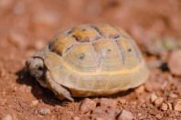 Testudo graeca, Aamachki