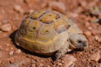 Testudo graeca, Aamachki