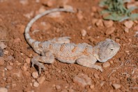 Trapelus ruderatus, Aamachki