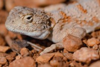 Trapelus ruderatus, Aamachki