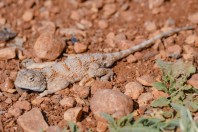 Trapelus ruderatus, Aamachki