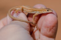 Ophisops elegans, Aamachki