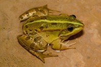 Pelophylax bedriagae, Mrah El Qraytah
