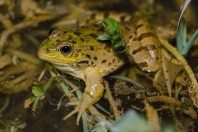 Pelophylax bedriagae, Mrah El Qraytah