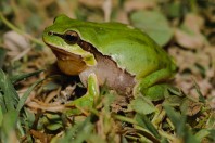 Hyla felixarabica, Mrah El Qraytah
