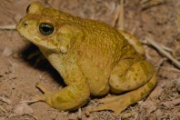 Bufotes viridis, Mrah El Qraytah