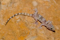 Hemidactylus turcicus, Mrah El Qraytah