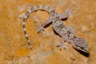 Hemidactylus turcicus, Mrah El Qraytah