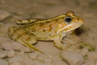 Pelophylax bedriagae, Mrah El Qraytah