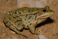 Pelophylax bedriagae, Mrah El Qraytah