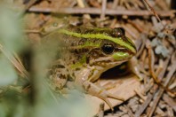 Pelophylax bedriagae, Mrah El Qraytah