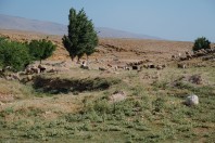 Mrah El Qraytah