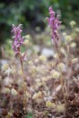 Orchids, Aakroum