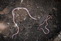 Xerotyphlops sp., Aakroum