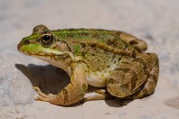 Pelophylax bedriagae, Aakroum