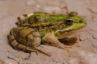 Pelophylax bedriagae, Aakroum