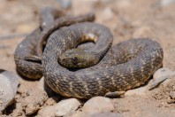 Natrix tessellata, Aakroum
