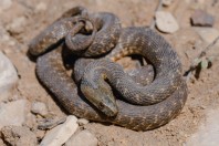 Natrix tessellata, Aakroum