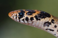 Eirenis levantinus, Aakroum