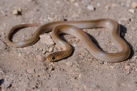 Eirenis decemlineatus, Aakroum